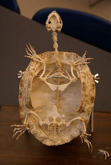 Skeleton of a turtle